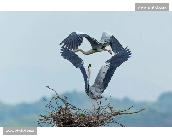 晨雾与羽翅：鸟里的早安启示